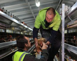 Two farmers with hen in caged system
