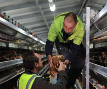 Two farmers with hen in caged system