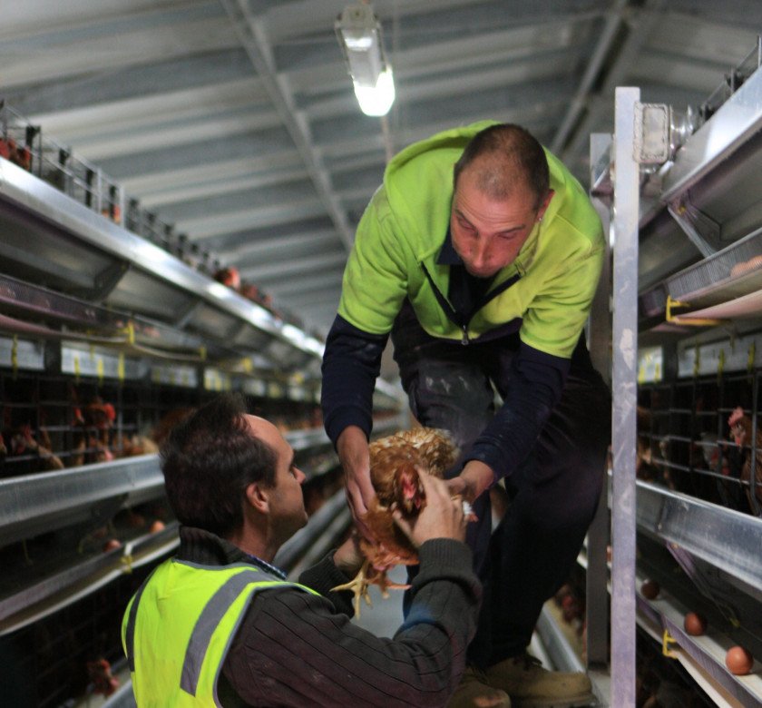 Two farmers with hen in caged system